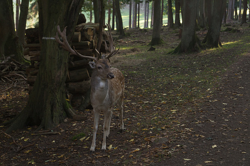 Damwild DSC02835.jpg