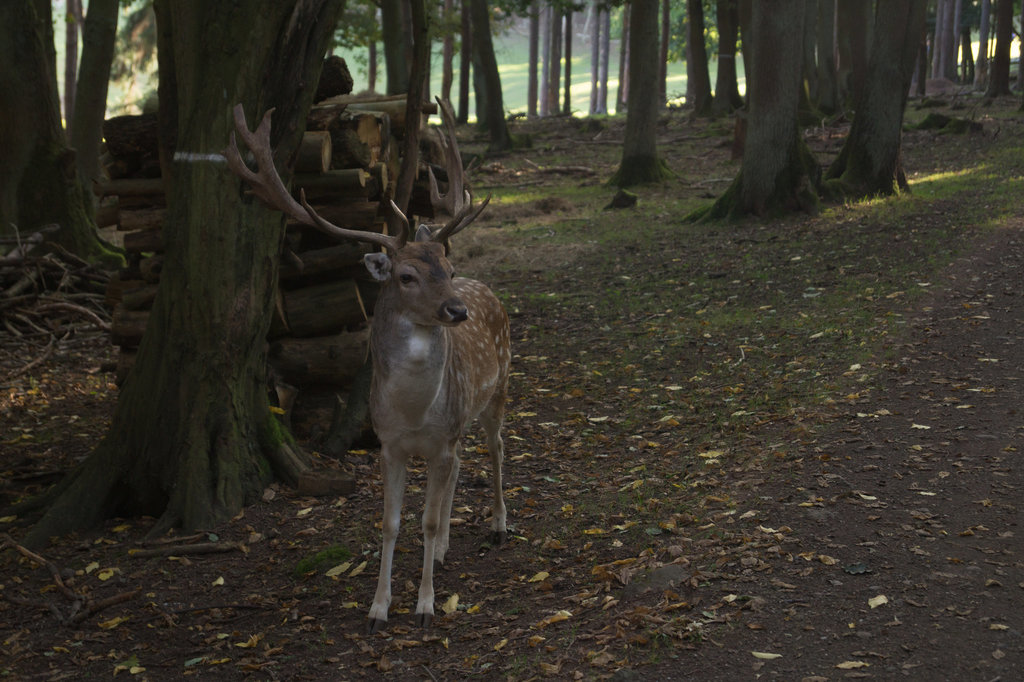 Damwild DSC02835.jpg