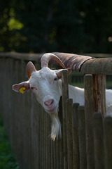 Ziege im Hochwildpark Rheinland