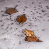 Leaves on the Frosty, Melting Pond