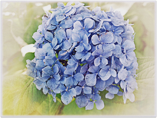 ~ Hortensia ~