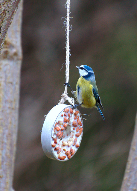 Bluetit