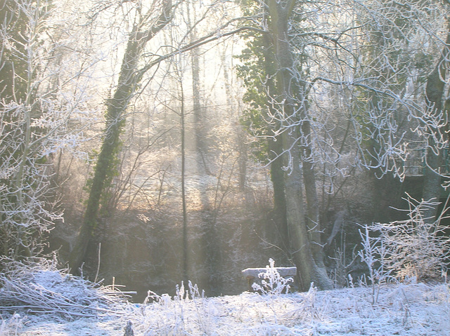 rayons de soleil dans bois enneigé