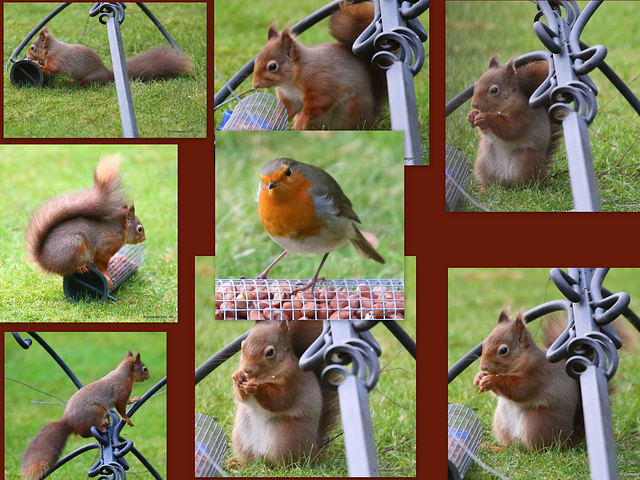 There's always someone who benefits from a storm blowing down the bird feeder!