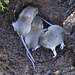 Fieldmice Nursery - in one of my vegetable beds!