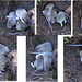 Fieldmice Nursery - in one of my vegetable beds!