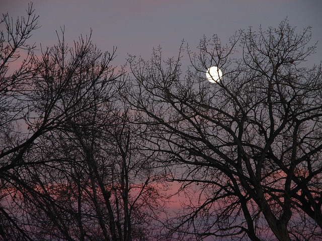 Backyard moonrise