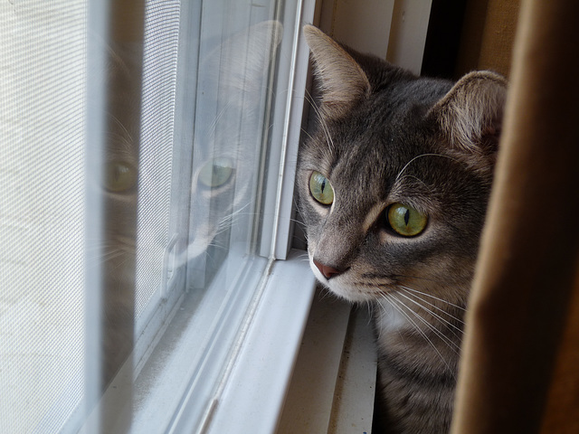 reflective cat