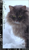 Winter Cat