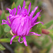 Purple Flower, Mornington Peninsula