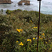 Rusty Fence, Coastal Walk