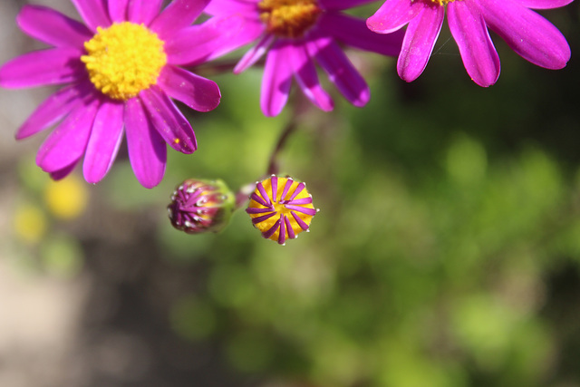 Flowers, Mornington Peninsula