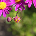 Flowers, Mornington Peninsula