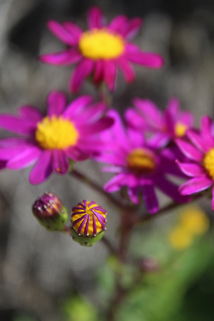 Flowers, Mornington Peninsula