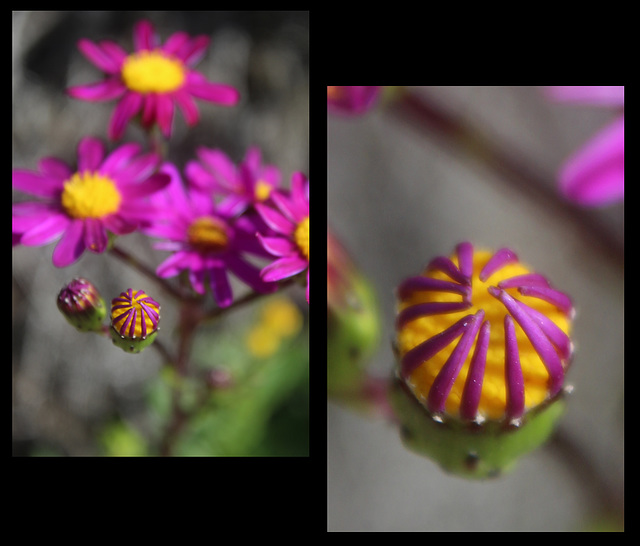 No macro