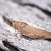 Grasshopper