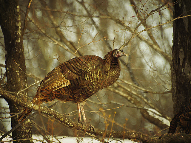 on the roost