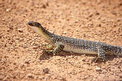 Another young monitor lizard