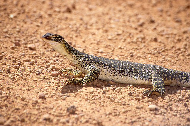 Another young monitor lizard