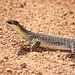 Another young monitor lizard