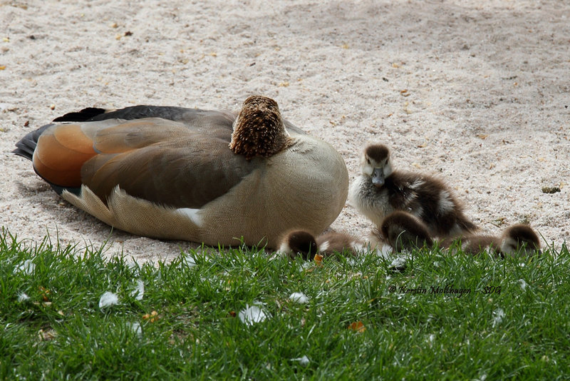 Familie Nilgans beim Nickerchen (Wilhelma)