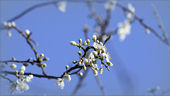 Prunus