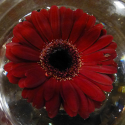 The Flower - 3 March 2014