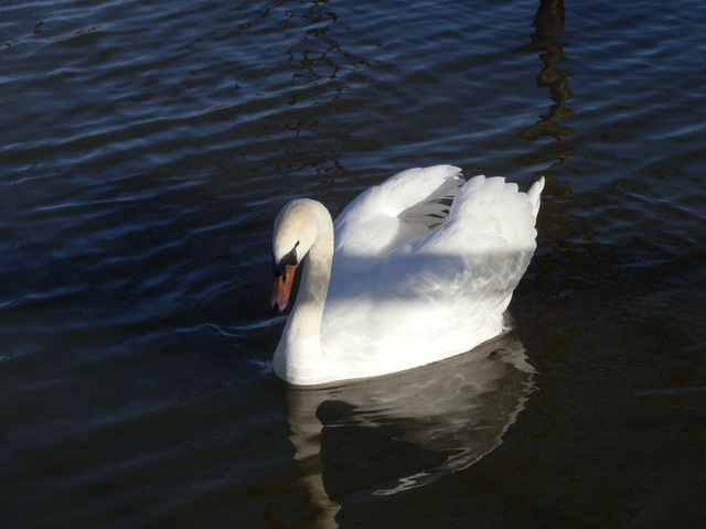 flood jan 2014 (1043)