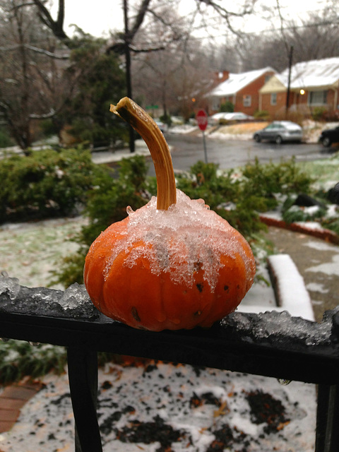 frosty pumpkin