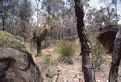 Typical bush landscape