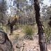 Typical bush landscape
