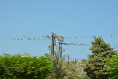 Oman 2013 – Birds