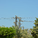 Oman 2013 – Birds