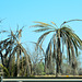 Oman 2013 – Palm trees