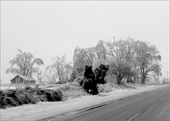 Icy Trees