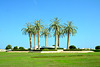 Oman 2013 – Palm trees on the middle of a roundabout