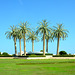 Oman 2013 – Palm trees on the middle of a roundabout