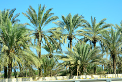 Oman 2013 – Palm trees