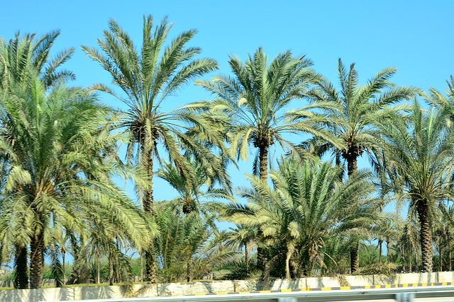 Oman 2013 – Palm trees