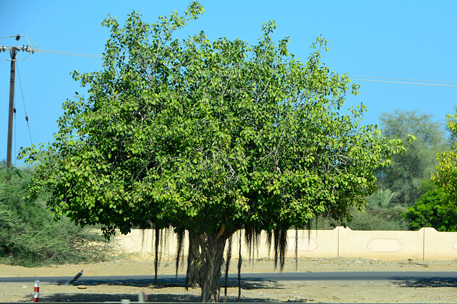 Oman 2013 – Tree