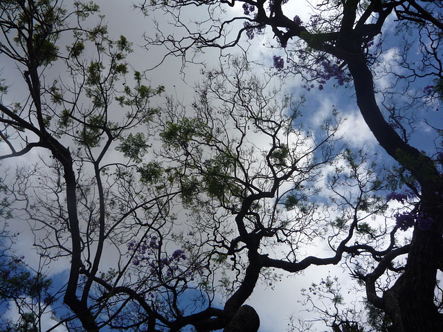 Cielo y árboles de BA