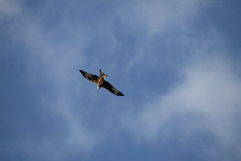 Red Kite over Dee Road.
