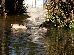 flood jan 2014 (1083)