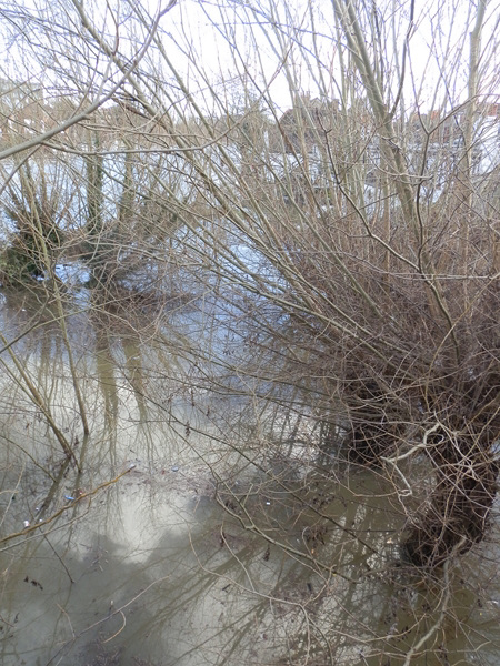 flood jan 2014 (1094)