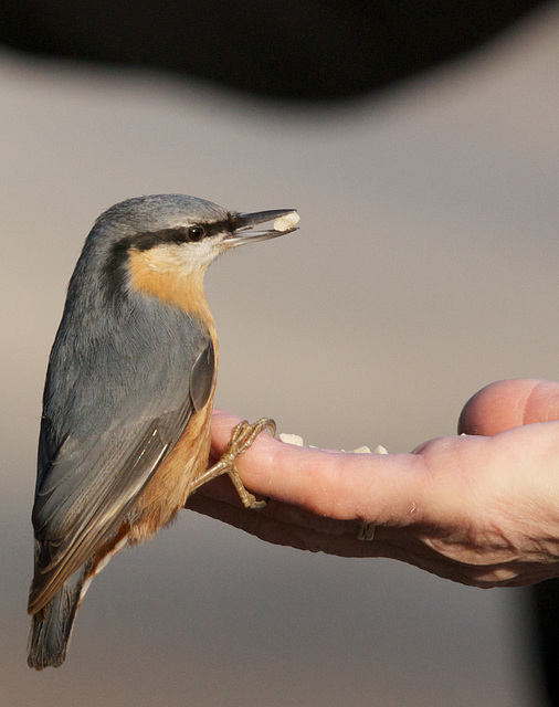 Kleiber Günther (22) ist handzahm / Nuthatch Gunther is tame / La sittelle Gunther est apprivoisé