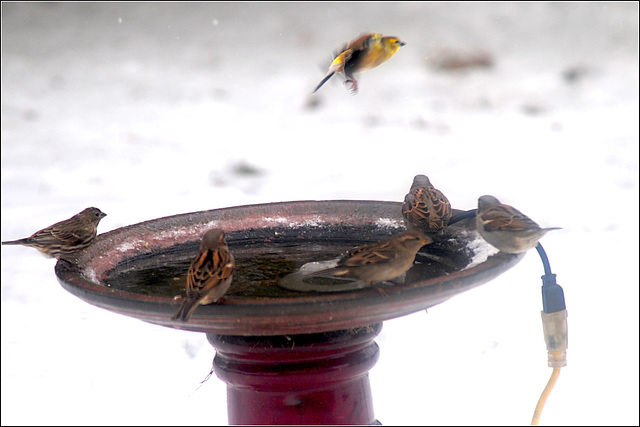 The Thirsty Birds Watch the Air Show