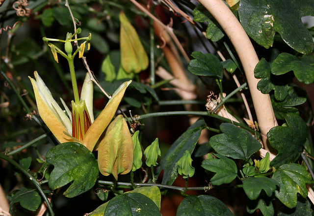 Passiflora aurantia