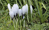 Crocus soldes