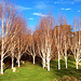 Betula Jacquemontii in their winter colours