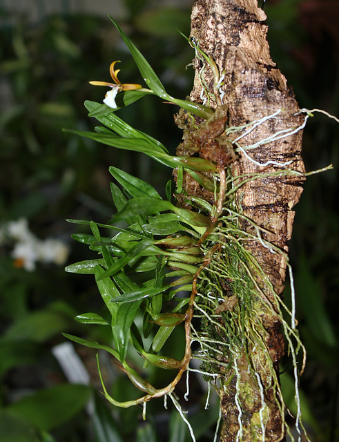 Epidendrum polybulbon  (2)